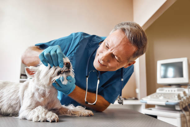 Best Cosmetic Emergency Dentistry in Northlakes, NC
